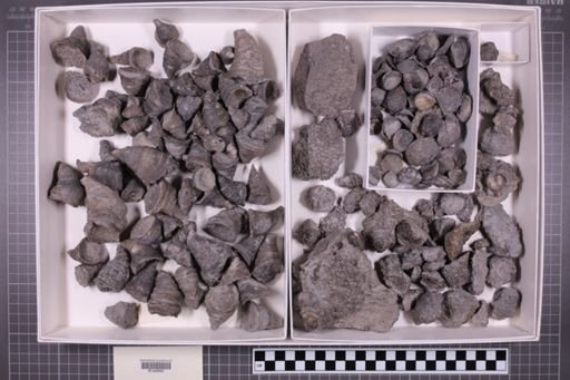 mixed taxa, stratigraphic collection