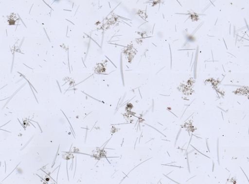 Halichondria sp.
