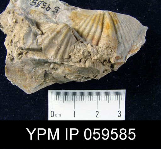 Spirifer worthenanus