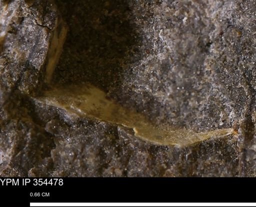 undet. Mollusca