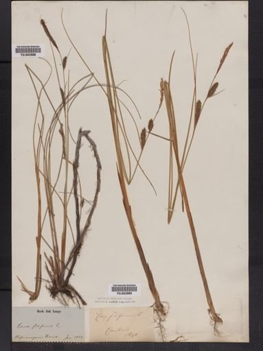Carex