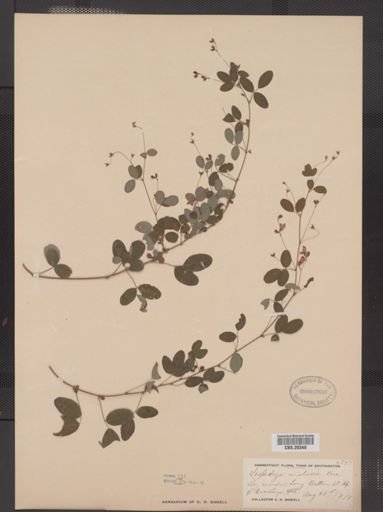 Lespedeza violacea