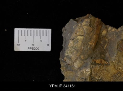 Inoceramus sp.