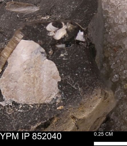 undet. Mollusca
