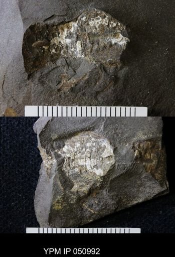Anthracaris gracilis