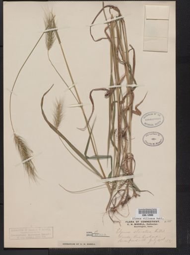 Elymus villosus