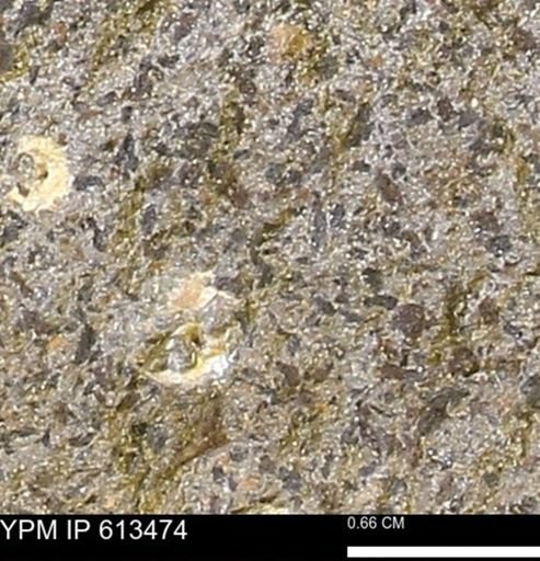 Scaphites sp.