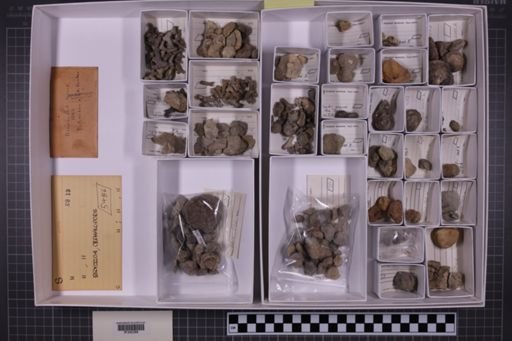 mixed taxa, stratigraphic collection