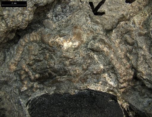 Aplocoma damesii