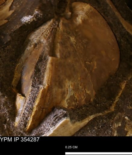 undet. Bivalvia
