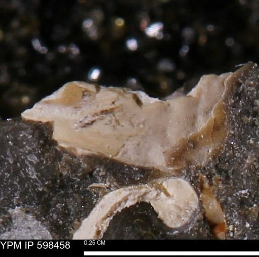 undet. Mollusca