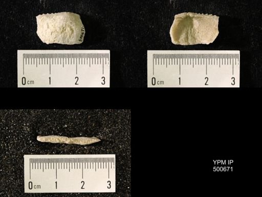 Chonetes granulifer meekanus