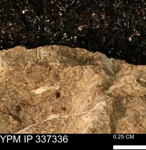 undet. Bivalvia
