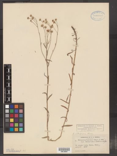 Erigeron strigosus