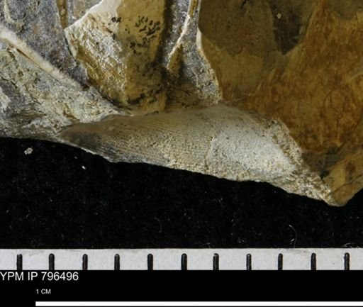 Mollusca