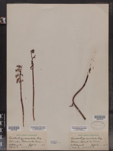 Corallorhiza maculata