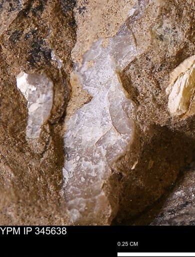 undet. Bivalvia