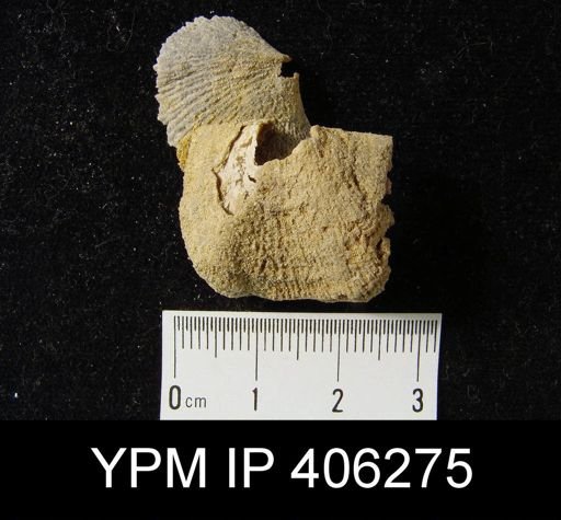 Hebertella sp.