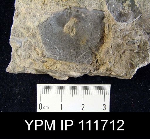Brachyprion philomena