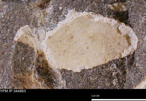 Limopsis striatopunctatus
