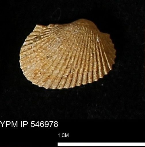 Scapharca transversa