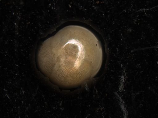 Pulleniatina obliquiloculata