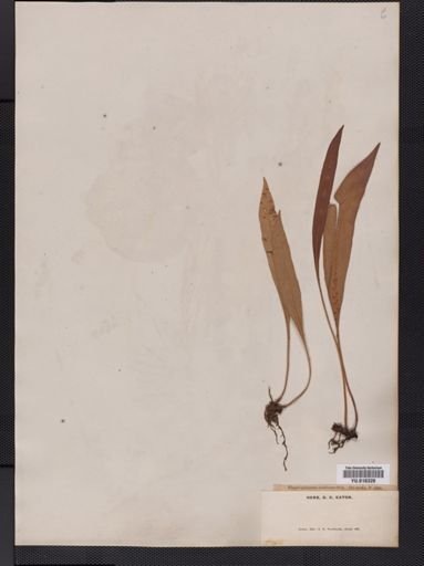 Elaphoglossum