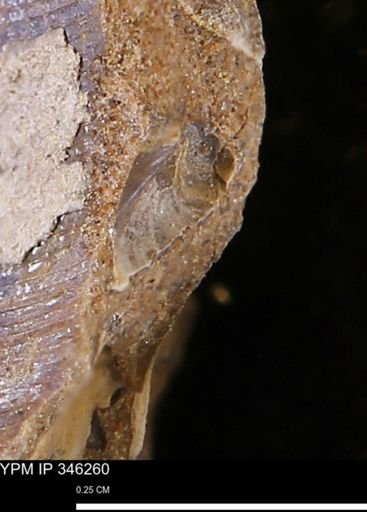 Limopsis striatopunctatus