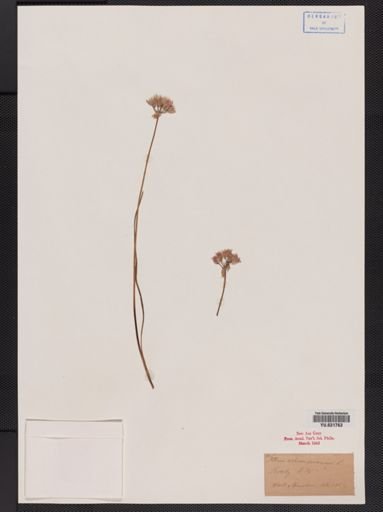 Allium schoenoprasum