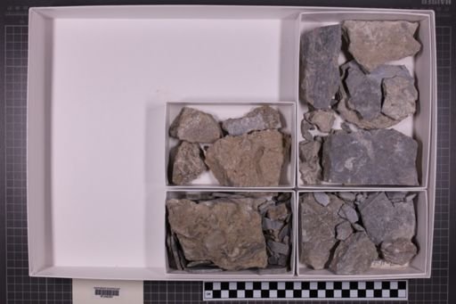 mixed taxa, stratigraphic collection