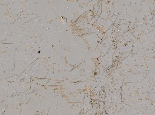 Halichondria sp.