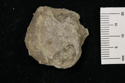 Linoproductus prattenianus