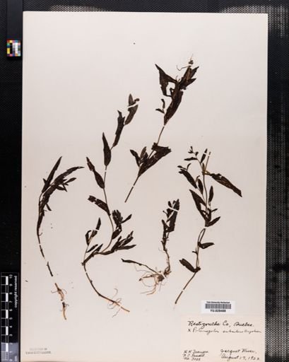 Plantae
