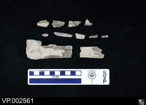 Pteranodon