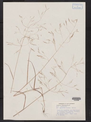Agrostis scabra