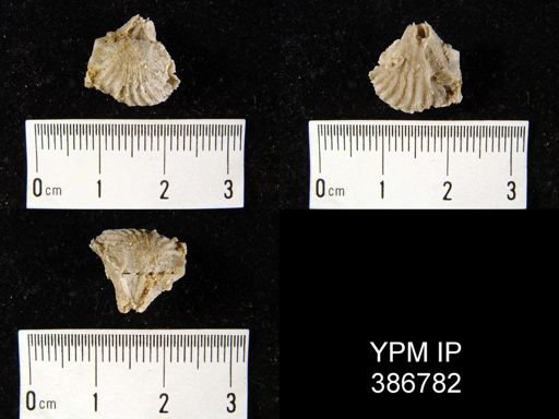 Meekella attenuata
