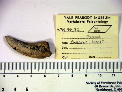 Theropoda