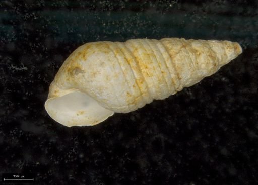 Odostomia impressa