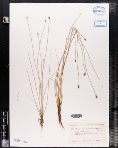 Eleocharis tuberculosa