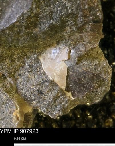 undet. Mollusca
