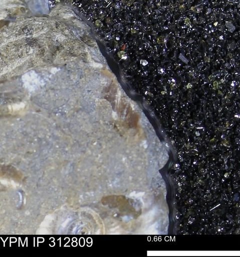 undet. Ammonoidea