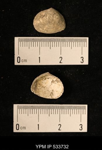 Macoma groenlandica