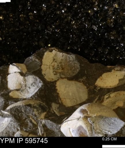 Protocardia sp.