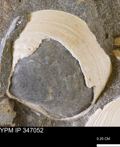 Limopsis striatopunctatus