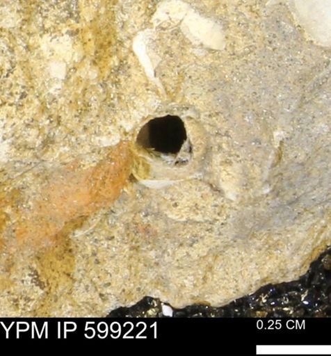 undet. Bryozoa