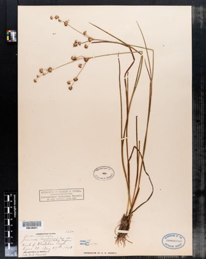 Juncus subcaudatus