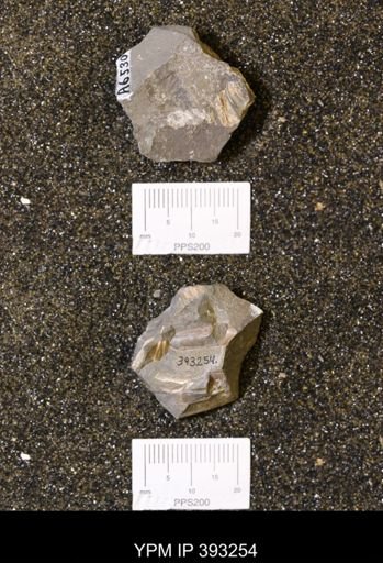 Baculites sp.