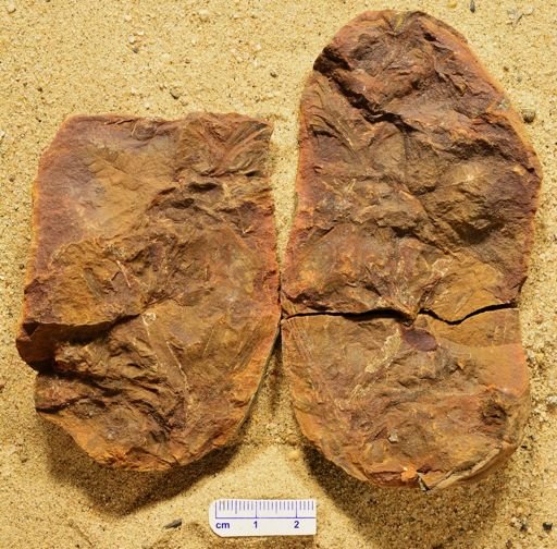 Aphlebia
