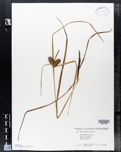 Carex lurida