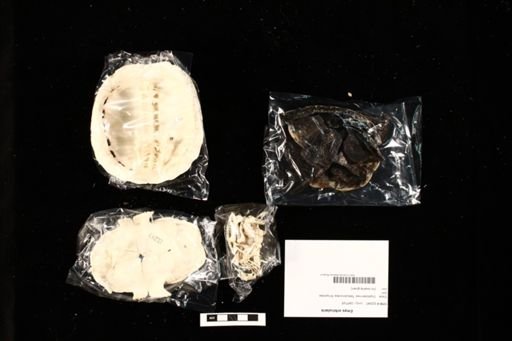 Emys orbicularis